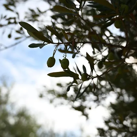 Apartment Cozy In With Free Parking And Olive Garden Zadar