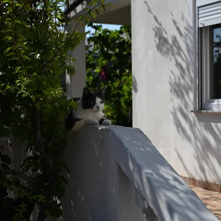Apartment Cozy In With Free Parking And Olive Garden Zadar